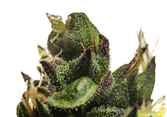 Macro view for color fresh blossom of potent marijuana flower from greenhouse