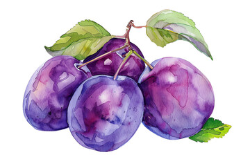 Wall Mural - Watercolor painting of purple plum, isolated on transparent png background