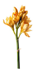 Wall Mural - Yellow lily flower stem isolated on white background