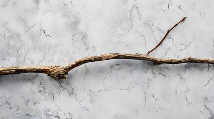 Wall Mural - a wooden branch white background