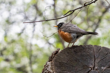 american robin