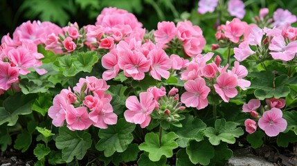 Wall Mural - Geranium for Gardens