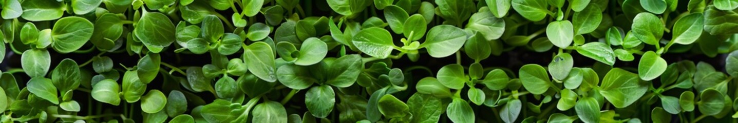 background microgreens.