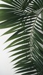 © Александр Бердюгин - Green palm leaves elegantly spread across a white background, offering a fresh and calming visual appeal