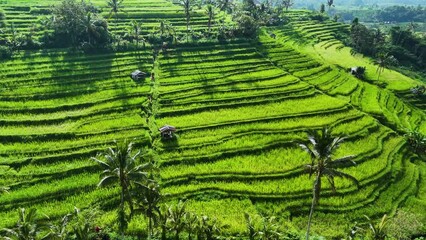 Poster - Landscape view of Jatiluwih Rice Terraces in Penebel District, Tabanan Regency, Bali, Indonesia. UNESCO's world's cultural heritage site