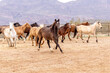 © Emily_M_Wilson - Horses in a corral on a ranch in Arizona.
