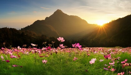 beautiful cosmos flower field in the sunset and mountain background