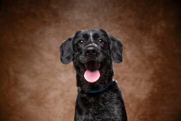 Wall Mural - cute dog on an isolated background in a studio shot