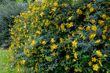 Wall Mural - Selective focus a bush of flowers with green leaves, Yellow flowers and bloom in summer in garden, Hypericum beanii is a species of flowering plant in the family Hypericaceae, Nature floral background