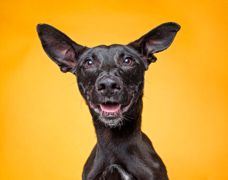 cute dog on an isolated background in a studio shot