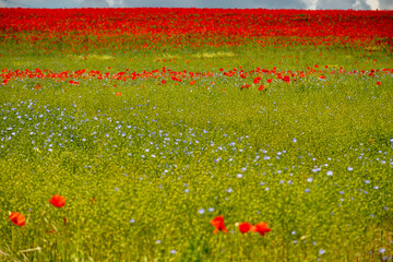 Wall Mural - Colorful nature background, poppy and blue flax linen fields with many red poppy flowers, Charente, France in spring