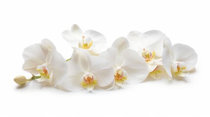 Wall Mural - Flowers orchid branch floral isolated on white wallpaper background