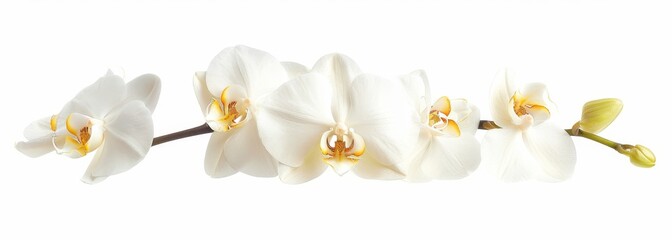 Wall Mural - Flowers orchid branch floral isolated on white wallpaper background