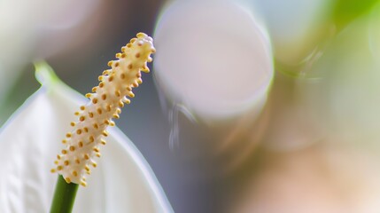 Sticker - Detailed macro of peace lily flower tip, early morning light, fine texture, sharp focus, soft background. 