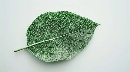 Wall Mural - A detailed green leaf on a macro photograph showing a complex network of veins on a light background