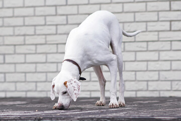 white and orange english pointer dog posing outdoors standing on a wooden terrace and sniffing the f