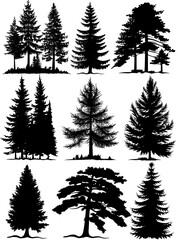 Wall Mural - set of black silhouette pine tree forests on white background