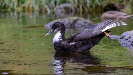 a close-up shot of a hybrid subadult male domestic duck (swedish blue breed x wild mallard), with di