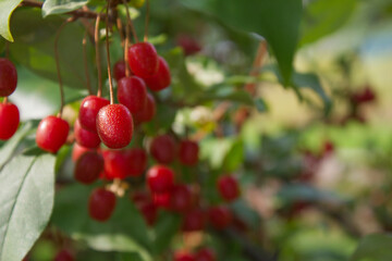 Wall Mural - Ripe Autumn Olive Berries (Elaeagnus Umbellata) growing on a branch . oleaster