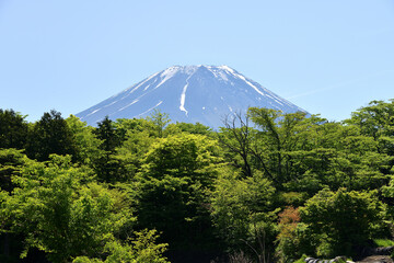 Canvas Print - 夏の富士山