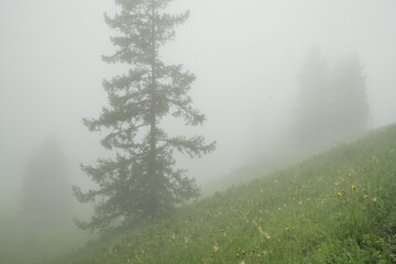 Sticker - Foggy morning, forest on a mountain slope, summer view