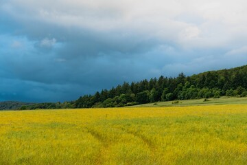 Wall Mural - Vibrant landscape of a yellow field with a forest and dramatic cloudy sky in the background.