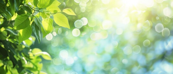 Blurred bokeh background of fresh green spring, summer foliage of tree leaves with blue sky and sun flare