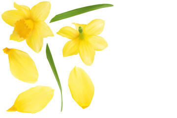 Wall Mural - Daffodil flower or narcissus isolated on white background with full depth of field. Top view with copy space for your text. Flat lay