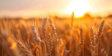 Wall Mural - Golden Wheat Fields Rich Crops Against Soft Glowing Sunset Backdrop. Concept Agricultural Beauty, Sunset Silhouettes, Bountiful Harvest, Golden Fields