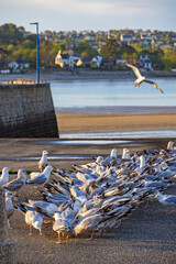 Canvas Print - Flock of gulls on a pier at the seashore