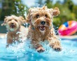 © rookielion - A pair of pets having fun by the pool on a sunny day One pet is jumping into the water while the other lounges on a floatie