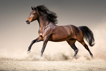 Wall Mural - bay horse free run in desert