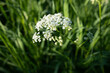 © colorshadow - Beautiful white flowers on a blurred natural green background. Meadow white flowers. Tiny white flowers on a tall stem among green grass. White flowers at golden hour.