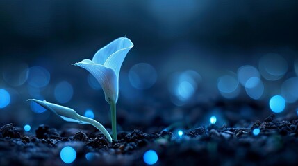 Single white calla lily flower blooming in the dark with blue bokeh lights.