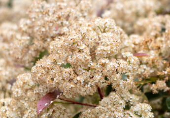 Sticker - Small white flowers on the bushes as a background