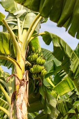 Poster - Banana fruits on a banana plantation