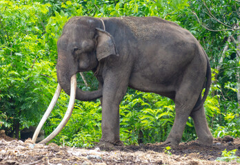 Wall Mural - Portrait of an elephant with large tusks in a tropical park