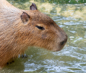 Wall Mural - Capybaras swim in the water in nature