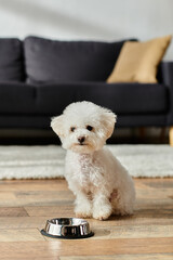 Wall Mural - Small white dog peacefully sitting beside a metal bowl at home.