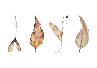 Wall Mural - Vector collection of an autumn dry botanicals. Dry leaves clip art isolated on white background. Watercolour botany