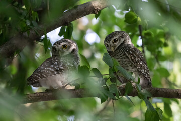 Couple of Spotted Owlets, Athene brama perching on a tree branch in forest park, Owl with yellow big eyes,  white eyebrows and neck-band