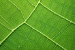 © Pixel Alchemy - Green Elegance: Up-Close with a Leaf's Delicate Patterns