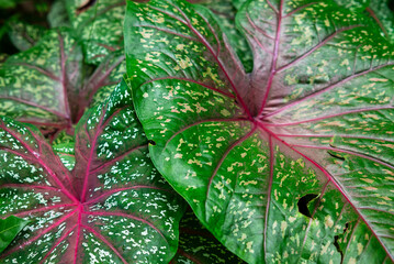Caladium bicolor, Fancy Leaf Caladium. Charming leaf ornamental plants