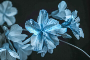 Wall Mural - A close up of a blue flower with a black background