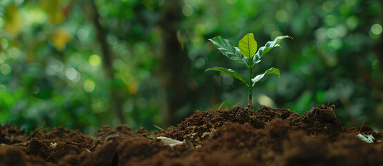 Wall Mural - 
The seed sprouting and growing on the soil background of a green forest nature banner with a copy space area