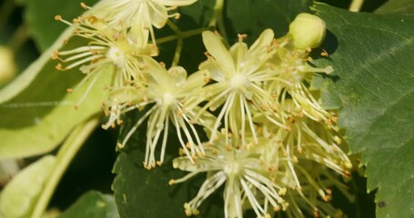 Wall Mural - Flowers of Tilia cordata, the small-leaved lime or small-leaved linden