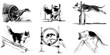 © Елена Фаенкова - dogs graphic sketch set at agility sports competitions. agility sport for dogs