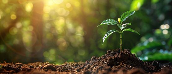 Wall Mural - A seedling grows on the soil background with a green forest nature blurred in the background