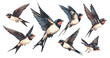 © ssstocker - Swallow cartoon vector set. Wings feathers flying fluttering bird plumage songbird, illustration isolated on white background