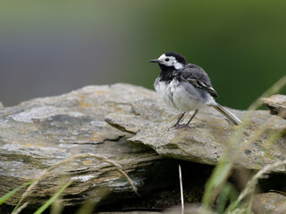 Poster - Pied wagtail, Motacilla alba, single bird on rock, Lancashire, June 2024